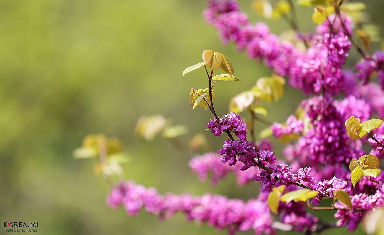 Spring flowers at Yongsan Family Park