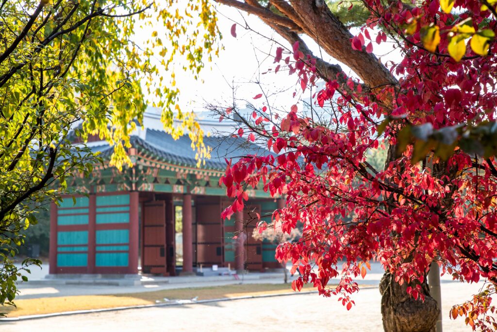 Red maple leaves in front of a painted palace building at Deoksugung, Seoul