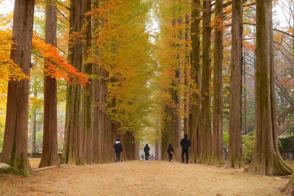 Families with kids walking under autumn foliage on Nami Island, Korea