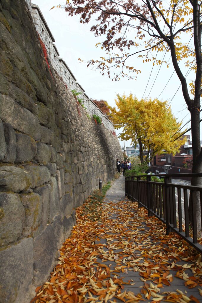 Ginkgo trees turning yellow beside the Namsan fortress wall trail
