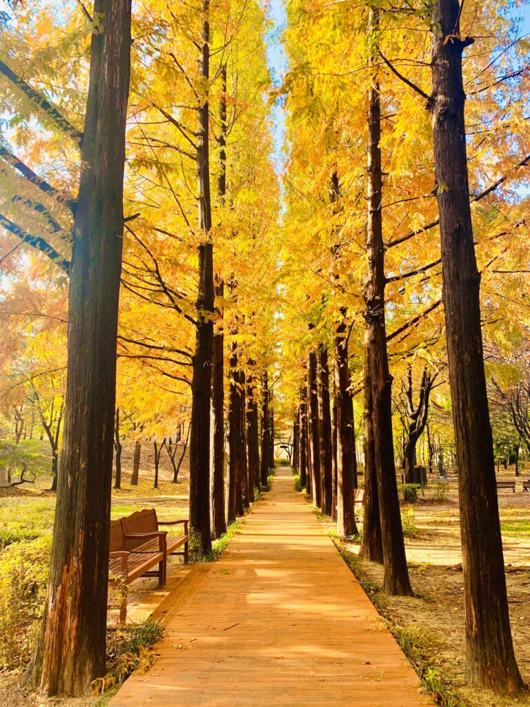 Golden autumn foliage on a metasequoia avenue in Seoul, Korea