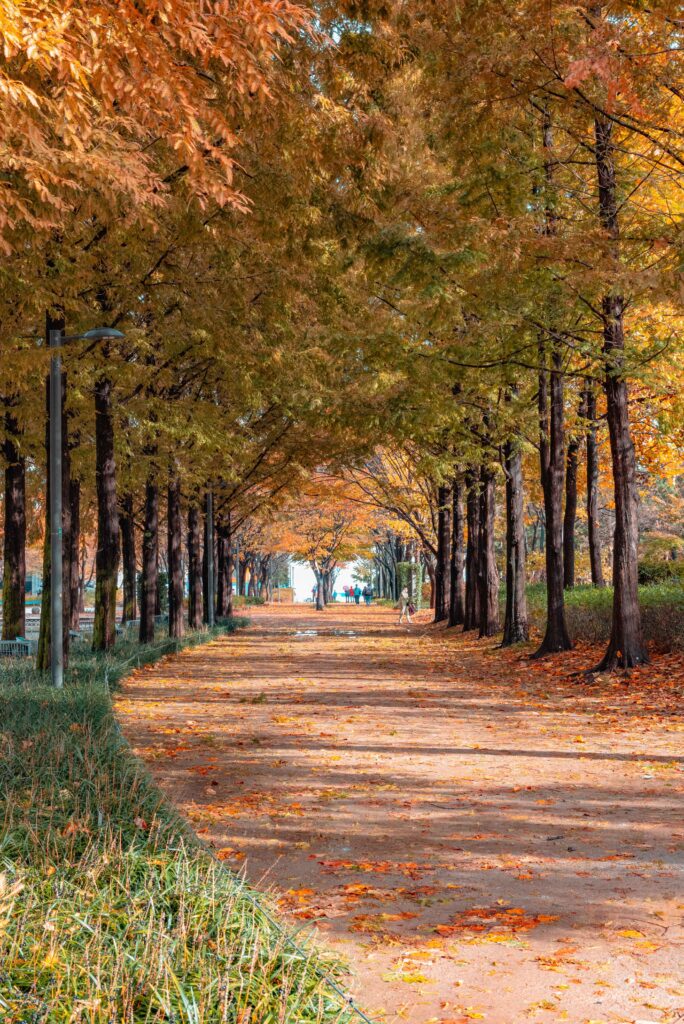 Autumn foliage over a flat path at Seoul Forest, easy walking for kids