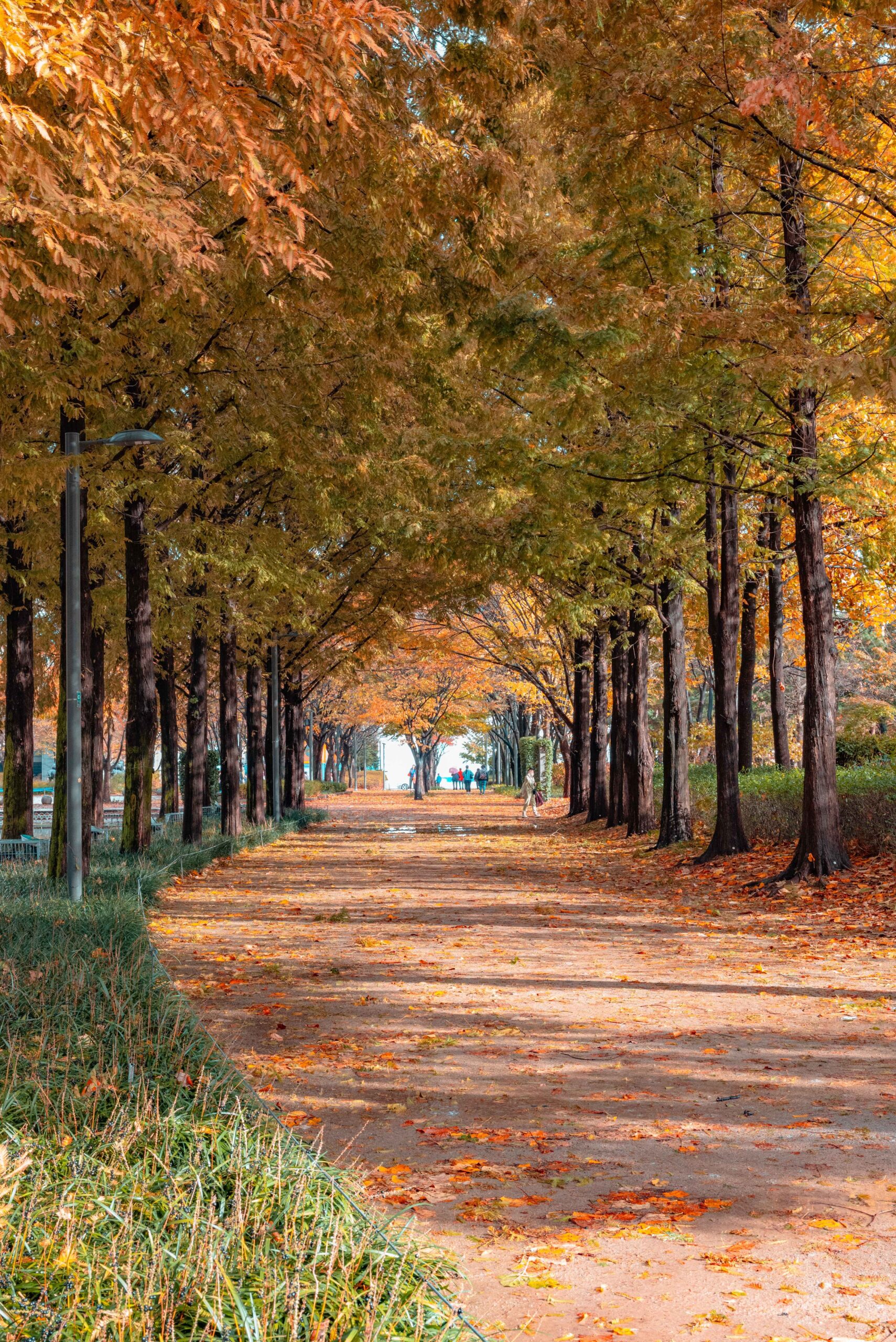 Korea Autumn Foliage with Kids: 6 Easy Spots (2026)